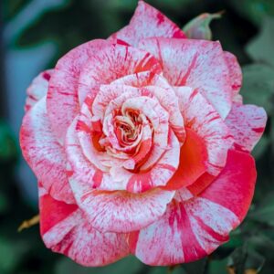 Alba Roses live flowering plant