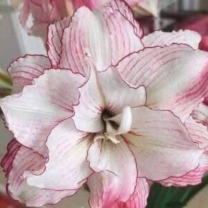 Amaryllis Adriana