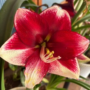 Amaryllis American Dream bulbs
