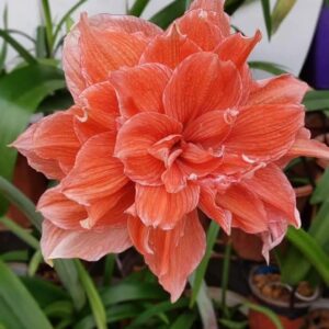 Amaryllis Candy