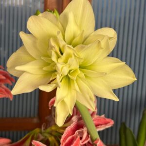 Amaryllis Double Yellow bulbs