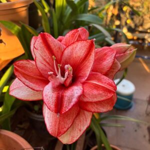 Amaryllis Edith Choice