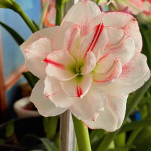 Amaryllis Galaxy