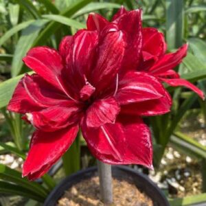 Amaryllis Jovial Joe