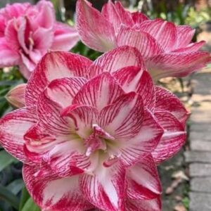 Amaryllis- Just Heavenly bulb
