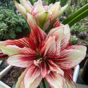 Amaryllis Phantom