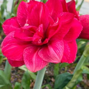 Amaryllis Pink Symphony