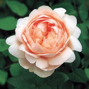 Ambridge Roses live flowering plant