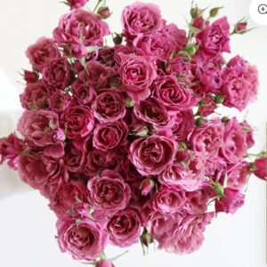 Aoi - Japnese Florist Shrub Rose live flowering plant