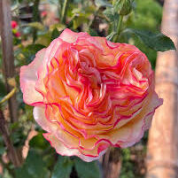 Aruba Summer House Rose live flowering plant