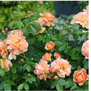 At Last Roses live flowering plant