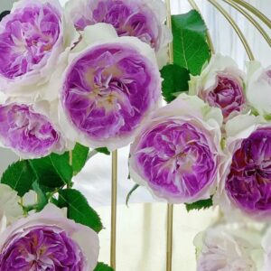 Blue Moon Stone live flowering plant