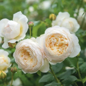 Claire Austin Rose live flowering plant