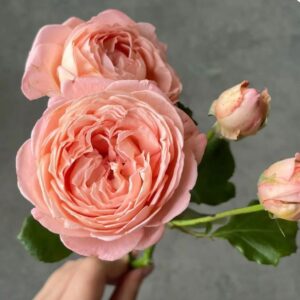 Confiture- Japnese Garden Shrub Rose live flowering plant