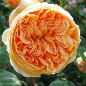 Crown Princess Margarita live flowering plant