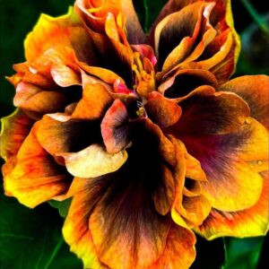 DS Black Taboo hibiscus live flower plant