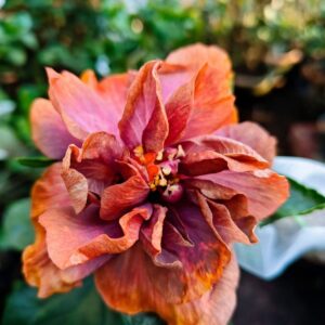 DS Cobra King hibiscus live flowering plant