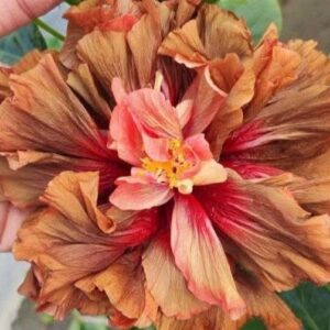 DS Devil’s Crown hibiscus live flowering plant