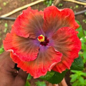 EMMA Reign of Terror hibiscus live flowering plant