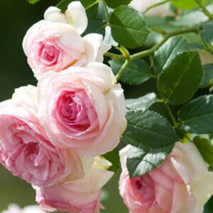 Eden 85 - Pierre De Ronsard Climbing Rose live flowering plant