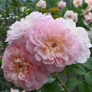 Elizabeth Rose live flowering plant