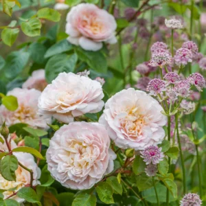 Emily Bronte Roses live flowering plant