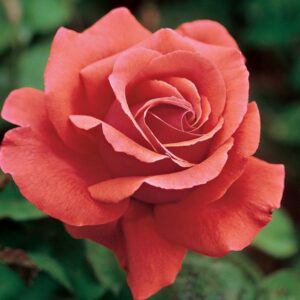 Fragrant Cloud Roses live flowering plant