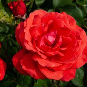 Fragrant Don Juan Rose live flowering plant