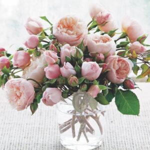 Generous Gardner Roses live flowering plant