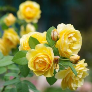Graham Thomas Roses live flowering plant