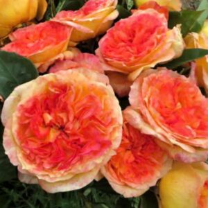 Henri Delbard Roses live flowering plant