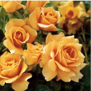 Honey Parfume Roses live flowering plant
