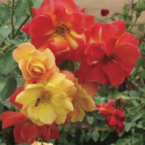 Joseph’s Coat live flowering plant