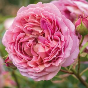 Jubilee Celebration Roses live flowering plant