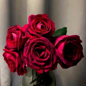 Jubilee Papa Meilland Rose live flowering plant