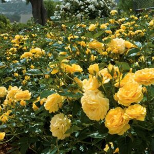 Julia Child Roses live flowering plant