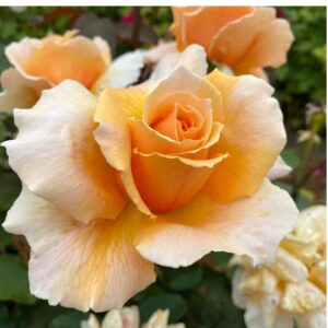 Just Joey Roses live flowering plant