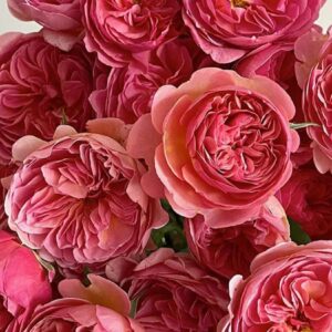 Kaori Kazari- Japnese Garden Shrub Rose live flowering plant