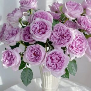 Karen Japnese Florist Shrub Rose live flowering plant