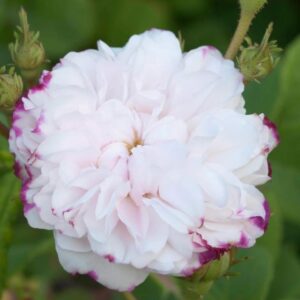 Leda Roses live flowering plant