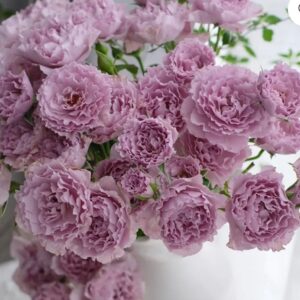 Libellula - Japnese Garden Shrub Rose live flowering plant