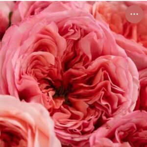 Premium Hybrid Tea Roses