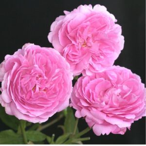 Louise Odier Roses live flowering plant