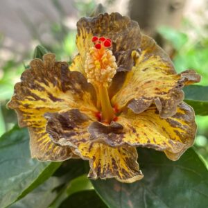 Luv Night of Full Moon hibiscus live flower plant