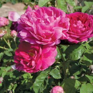 Madame Issac Pereire Roses live flowering plant