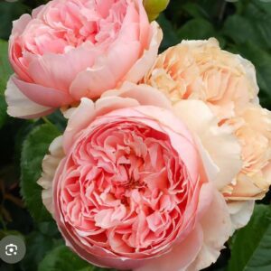 Masora - Japnese Shrub Rose live flowering plant