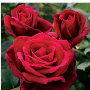 Mister Lincolin Roses live flowering plant