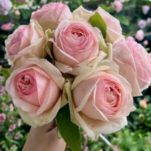 Mona Lisa - Japnese Garden Shrub Rose live flowering plant