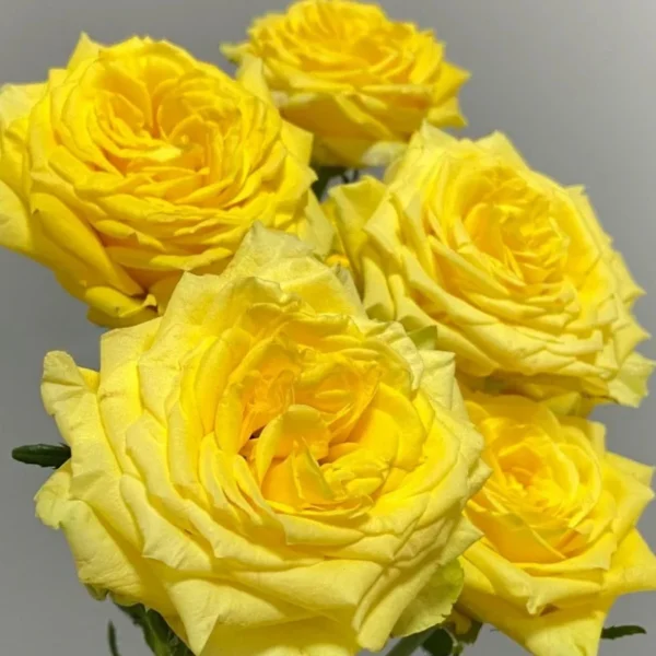 Pale Lemon Roses Moon Walk Rose - Elegant Pale Lemon & Cream Garden Roses