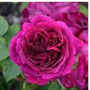 Munstead Wood Roses live flowering plant